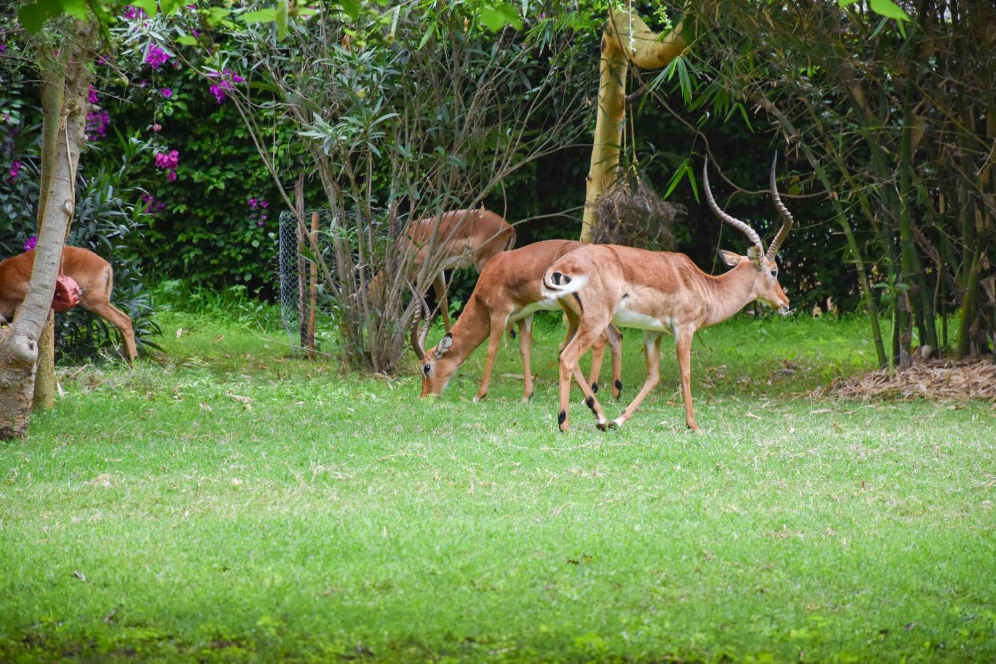 Lukenya Getaway Hotel Athi River Kültér fotó