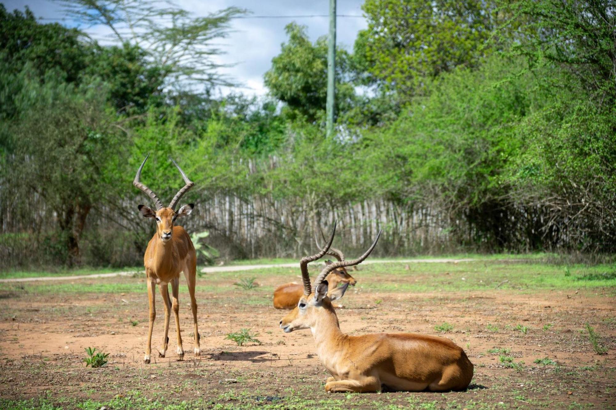 Lukenya Getaway Hotel Athi River Kültér fotó