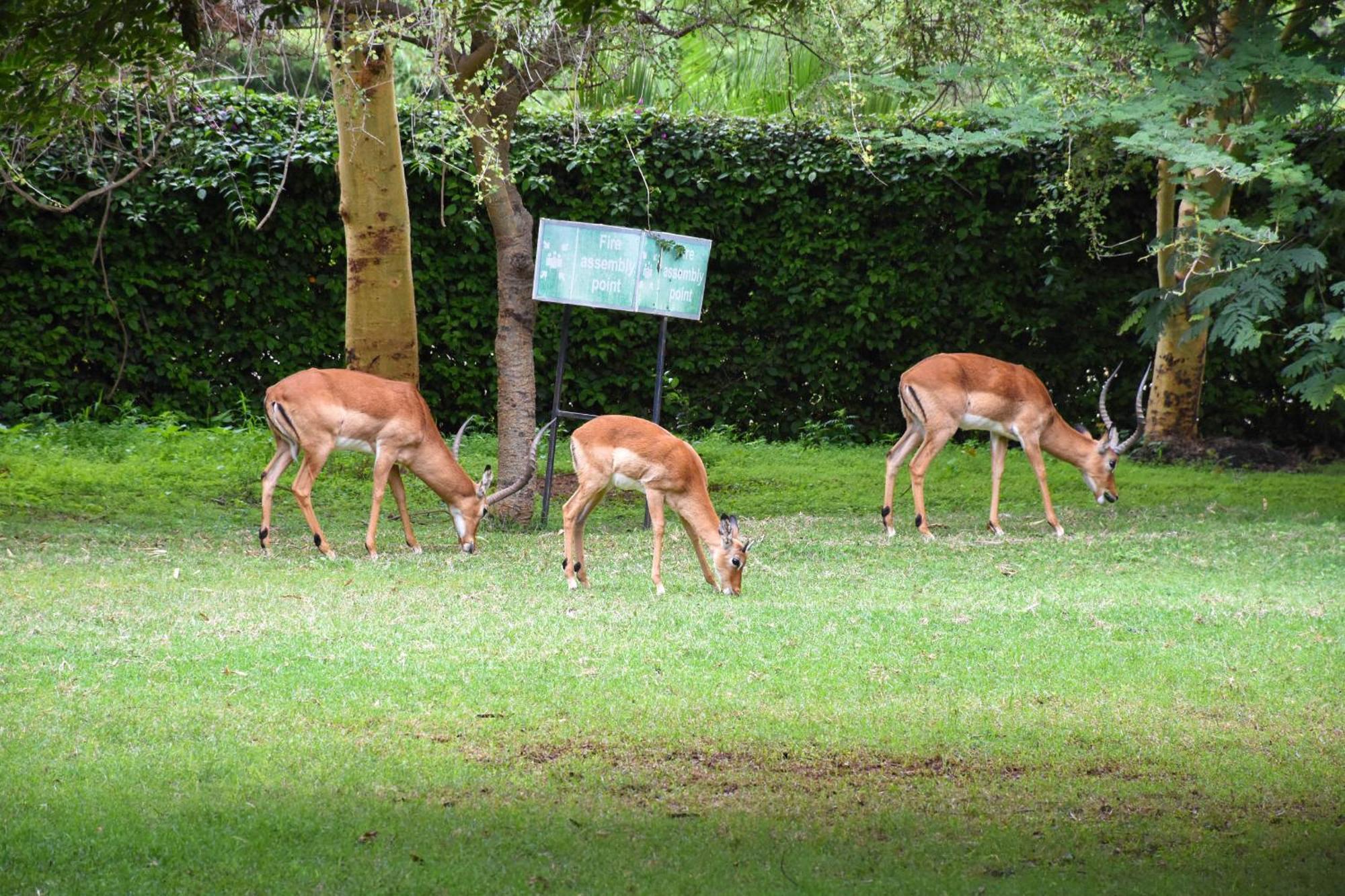 Lukenya Getaway Hotel Athi River Kültér fotó